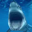 Thèmes de requins océaniques 3D icône