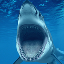 3D Ocean Shark Themes APK