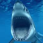 Temas de 3D Ocean Shark icono