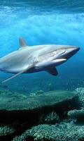 Thèmes de requins océaniques 3D capture d'écran 1