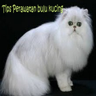 Perawatan Kucing Persia icono