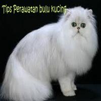 3 Schermata Perawatan Kucing Persia