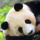 animal panda fond d'écran icône