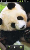 pet panda live wallpaper ภาพหน้าจอ 1