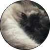 Pet Age Calculator APK