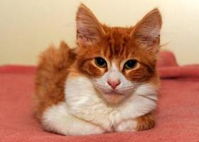 برنامه‌نما PET CAT عکس از صفحه