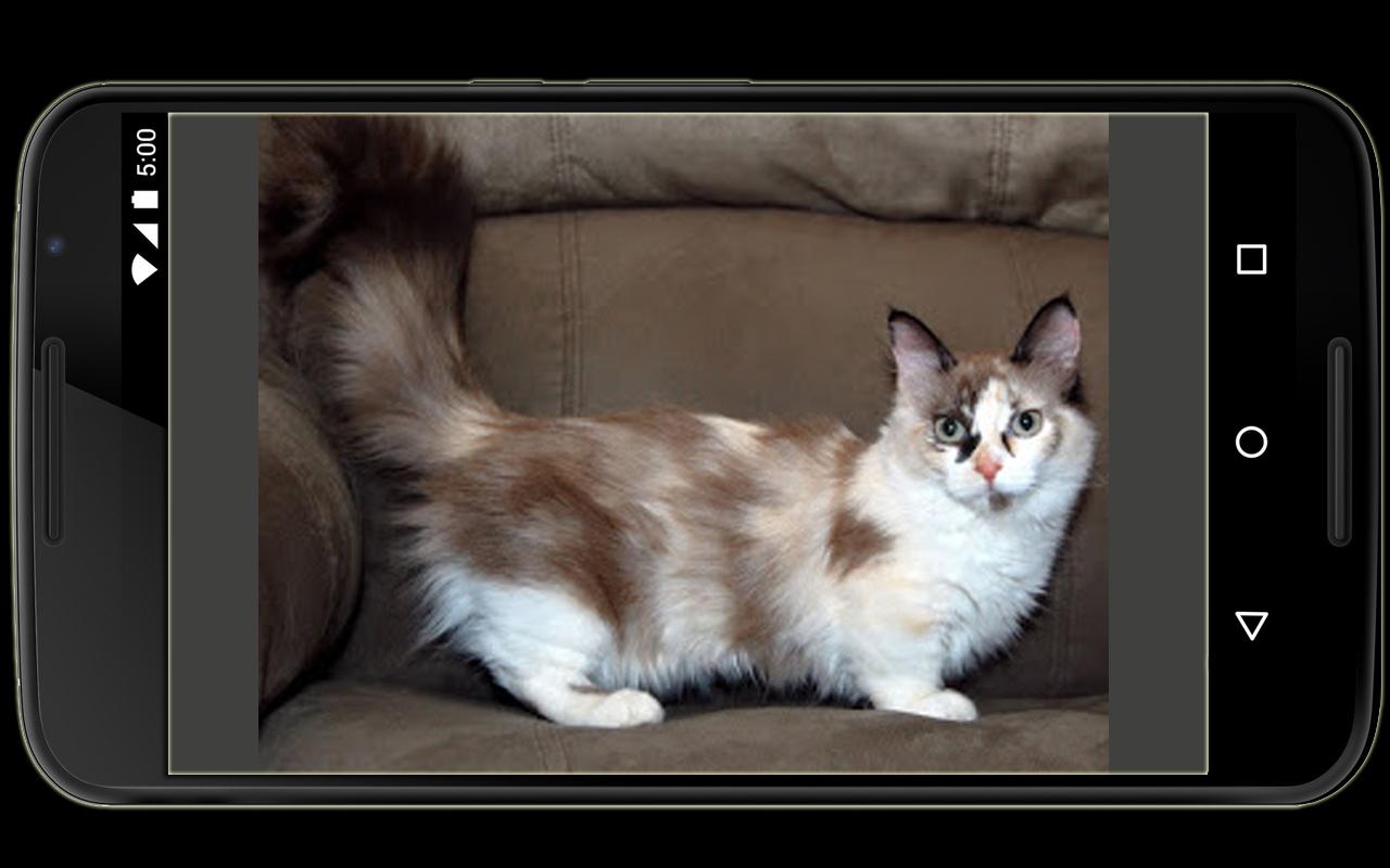 Kucing Peliharaan for Android APK Download Kucing Peliharaan for Android APK Download