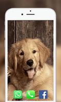 Dog Wallpapers 2018 스크린샷 3