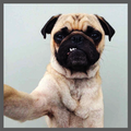 PET Frames