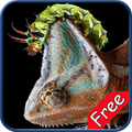 Chameleon+ Free