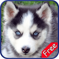 Husky+ Free
