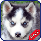 Husky+ Free-icoon
