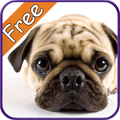 Pug+ Free