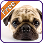 Pug+ Free icon