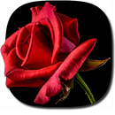 APK Blooming Roses Video Wallpaper
