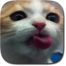 Cat Lick Screen Live Wallpaper APK