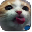 Cat Lick Screen Live Wallpaper