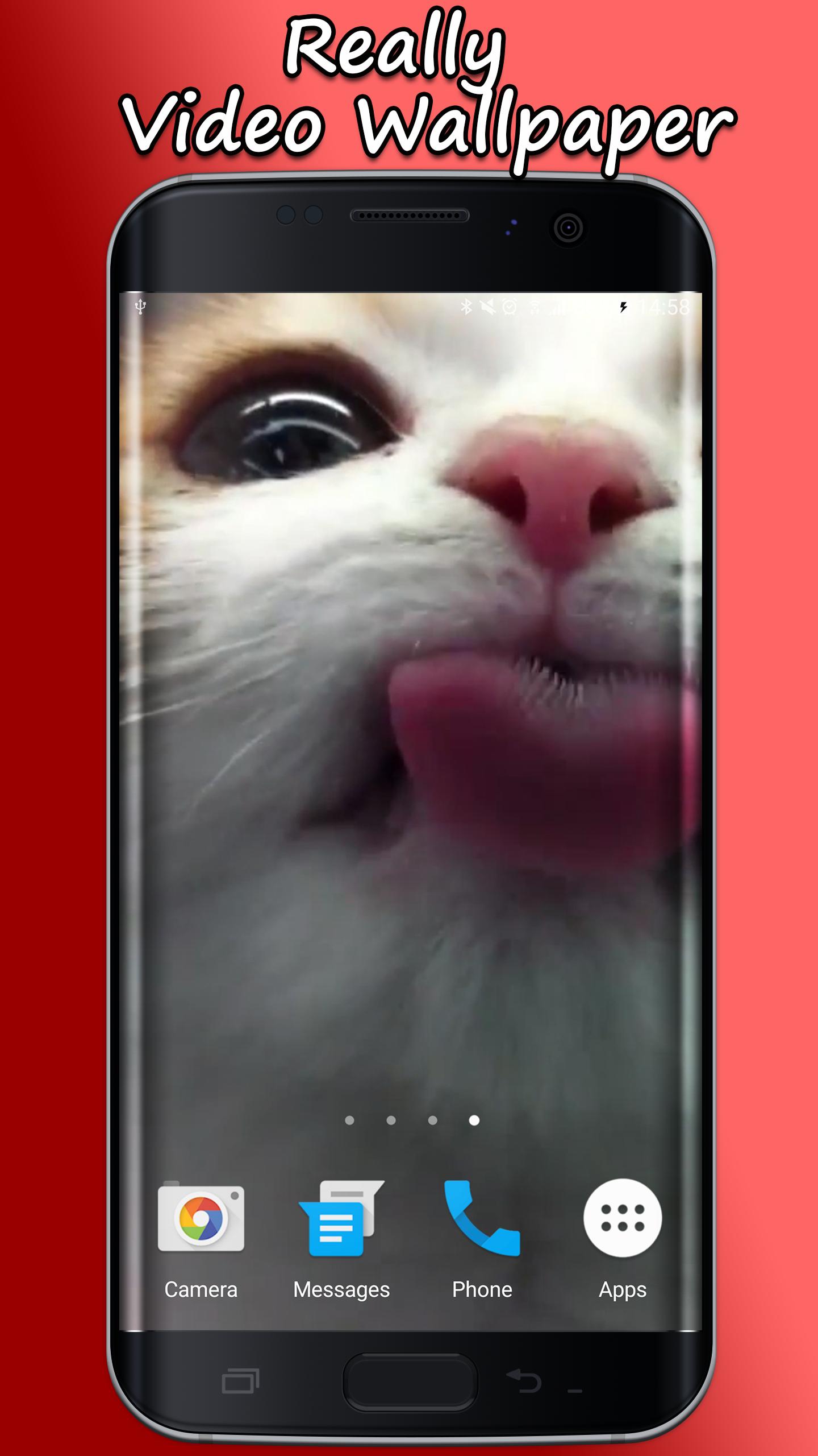 Cat Lick Screen Live Wallpaper For Android Apk Download Images, Photos, Reviews