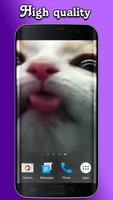 Gato Lamber a Tela imagem de tela 1