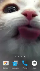 Cat Lick Screen Live Wallpaper APK download