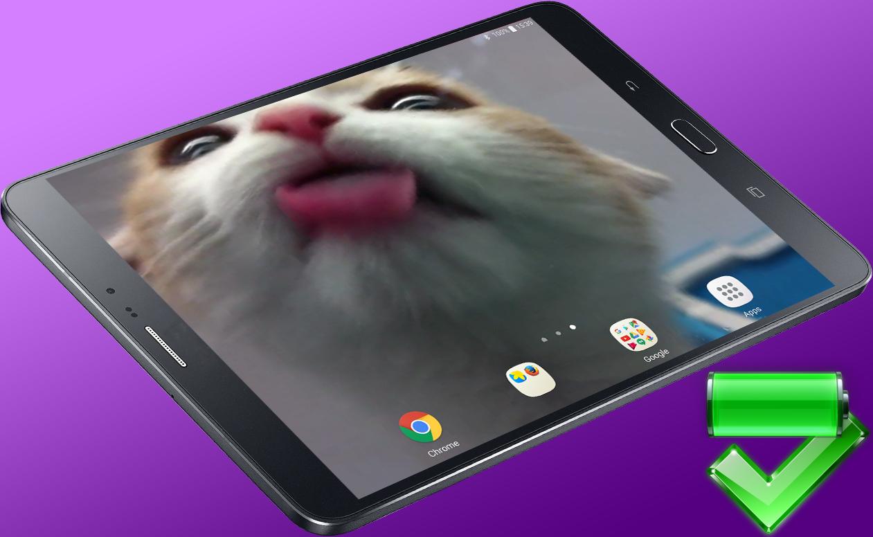 Включи живой том. Котик облизывает экран. Заставка лижет экран. Кошка лижет экран. Обои кот облизывает экран.