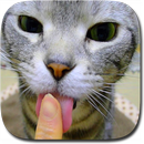 Kitty Licks Screen APK
