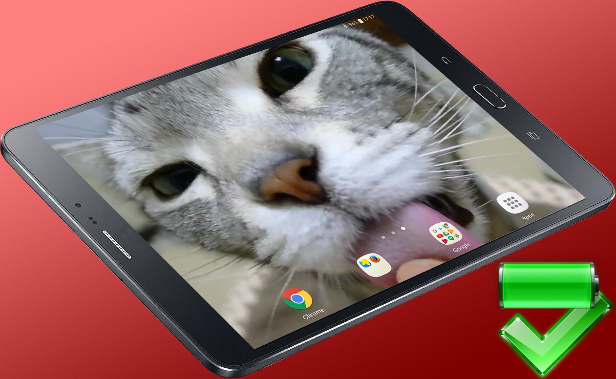 Включи живой том. Котик лижет экран. Котик облизывающий экран обои. Котёнок плей. Обои кот облизывает экран.
