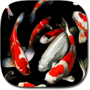Koi Live Wallpaper PRO APK