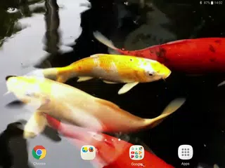 Koi Live Wallpaper PRO APK download
