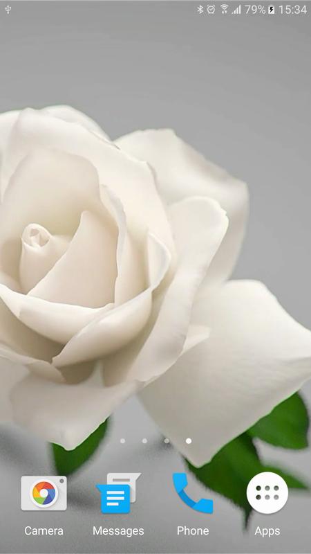 وردة بيضاء وردة بيضاء أبيض ارتفع Png صورة للتحميل مجانا