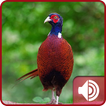 Pheasant Sounds आइकन