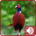 Pheasant Sounds