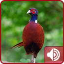 Pheasant Sounds APK