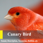 Canary Birds Master ícone