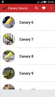 Canary Birds Master Cartaz