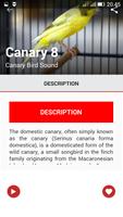 Canary Birds Master imagem de tela 1