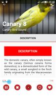 Canary Birds Master imagem de tela 2