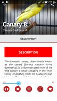 Canary Birds Master imagem de tela 3