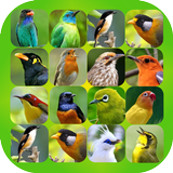 Bird Sound Plus 圖標