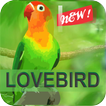 Kicau Master Lovebird Juara ícone