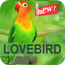 Kicau Master Lovebird Juara APK