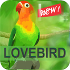 Kicau Master Lovebird Juara icône