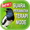 Suara Burung Kacer Juara