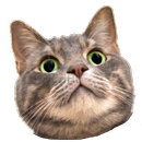 Spinning Cat Face APK