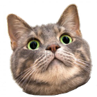 Spinning Cat Face icon