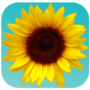 Android Gallery APK