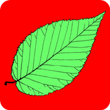 FP Tree ID App иконка