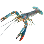 Crayfish