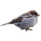 bird game icon