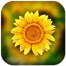3D Photo Gallery-Photo Manager-Photo Video Gallery APK
